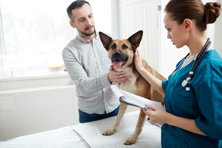 The vet could not cure my pet! - Radiokop Animal Clinic