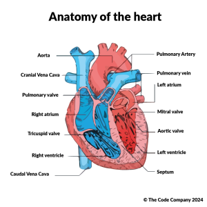 The canine and feline cardiovascular system - Radiokop Animal Clinic